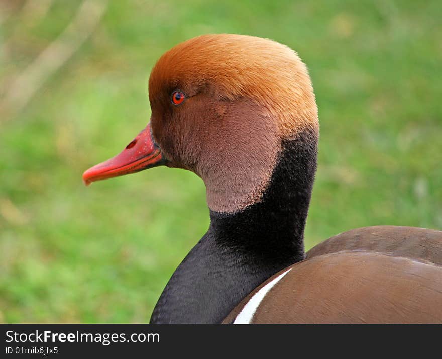 Bird Head close-up