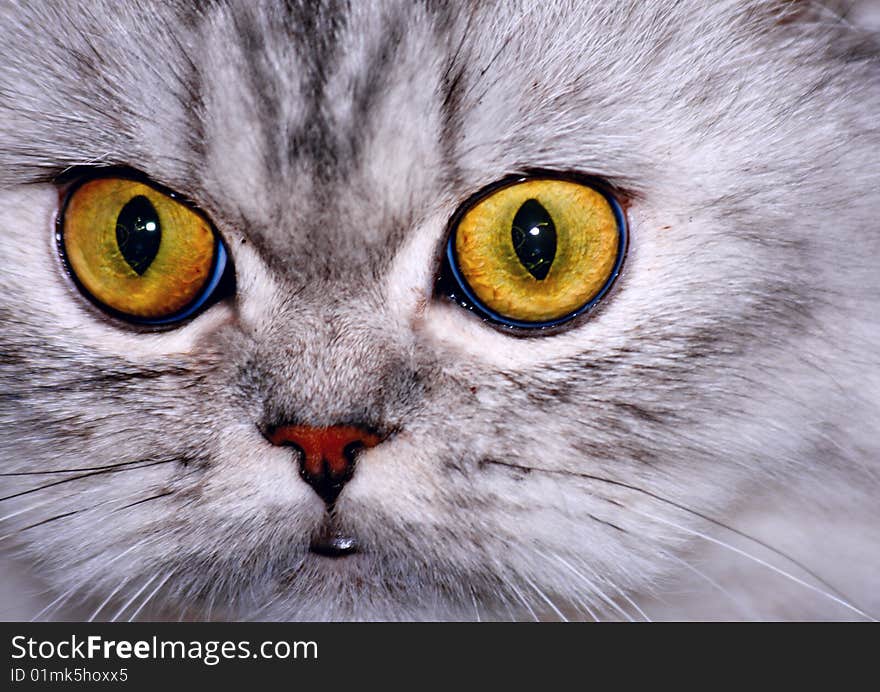 Cat with big yellow eyes