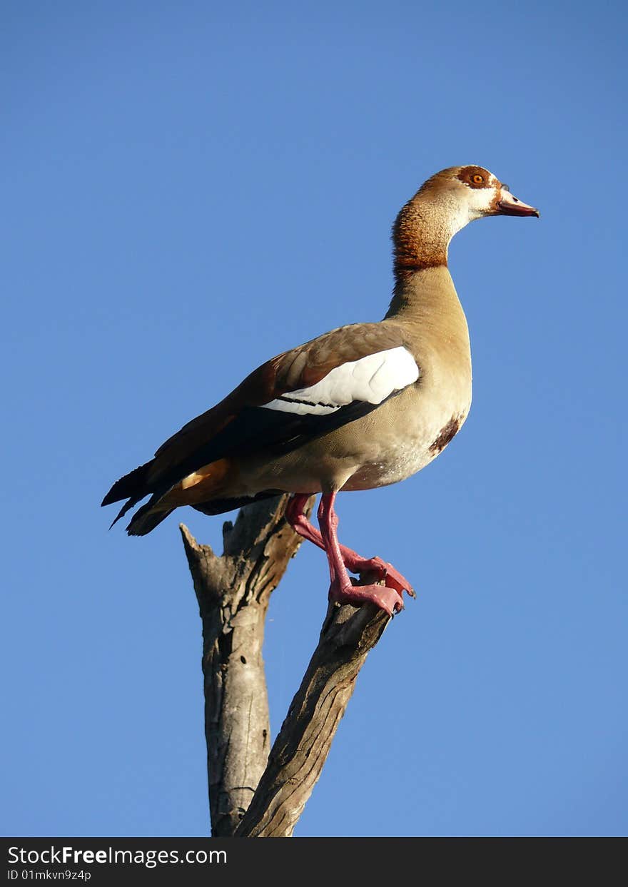 Colorful wild duck sitting on a tree with blue sky in background