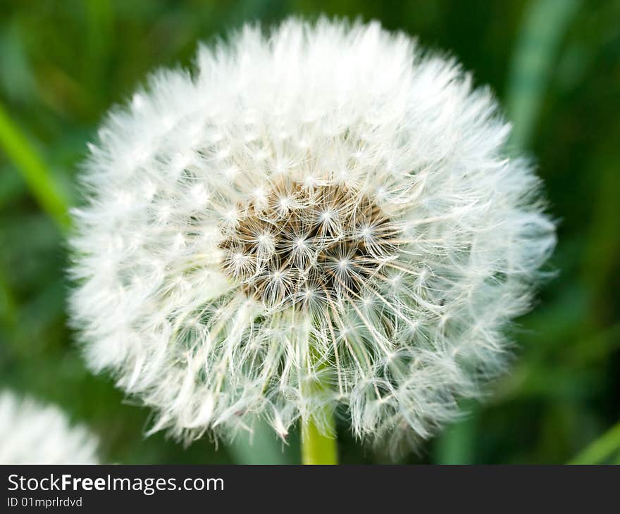 Dandelion head, spring flower