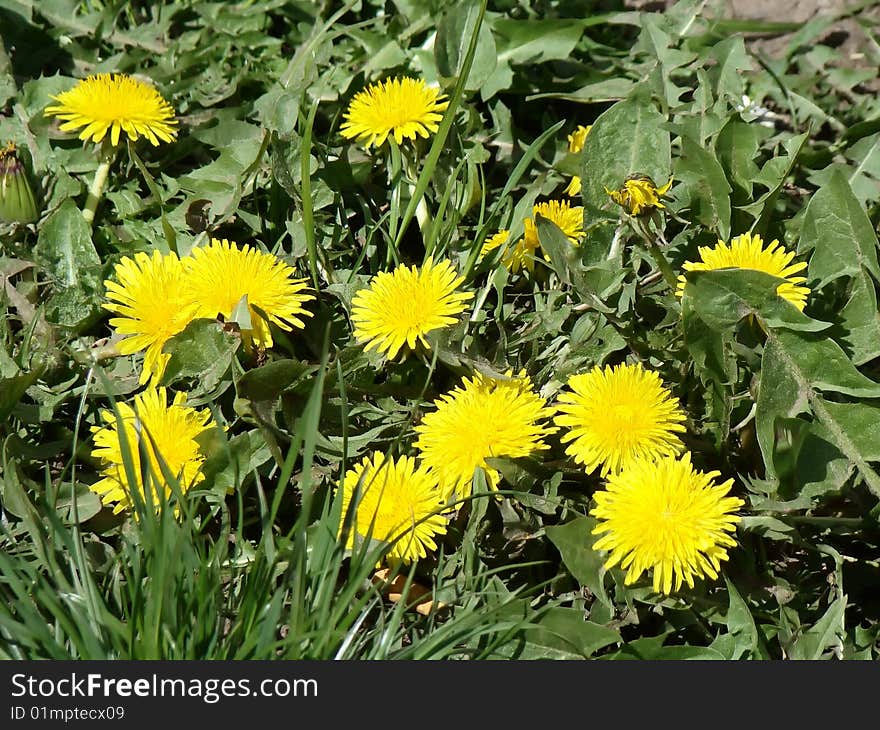 First dandelions