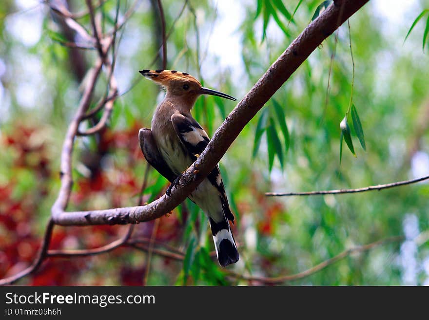 Eurasian Hoopoe -Looking back