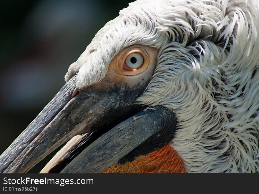 Closeup view of white afican pelican portrait with focus on eye