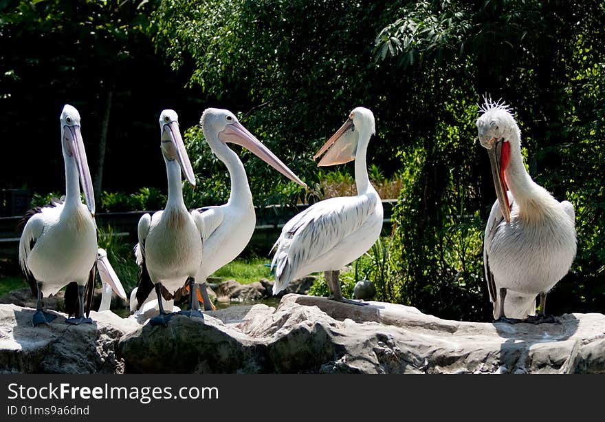 Group of white African pelican gather in pool. Group of white African pelican gather in pool