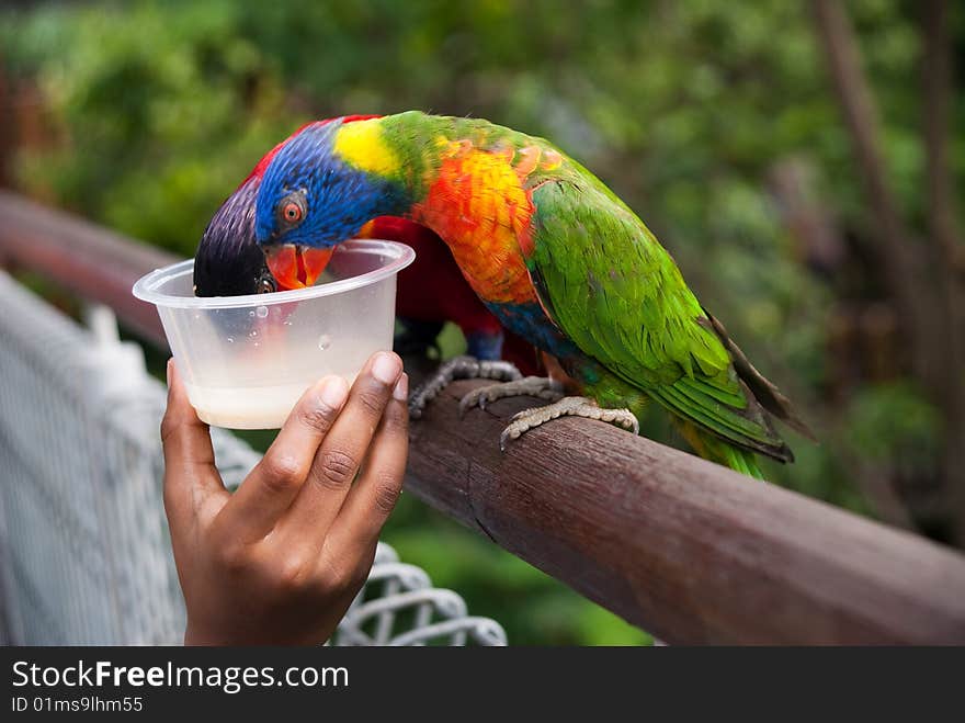 Children hand feeding colorful parrot standing on tree branch. Children hand feeding colorful parrot standing on tree branch