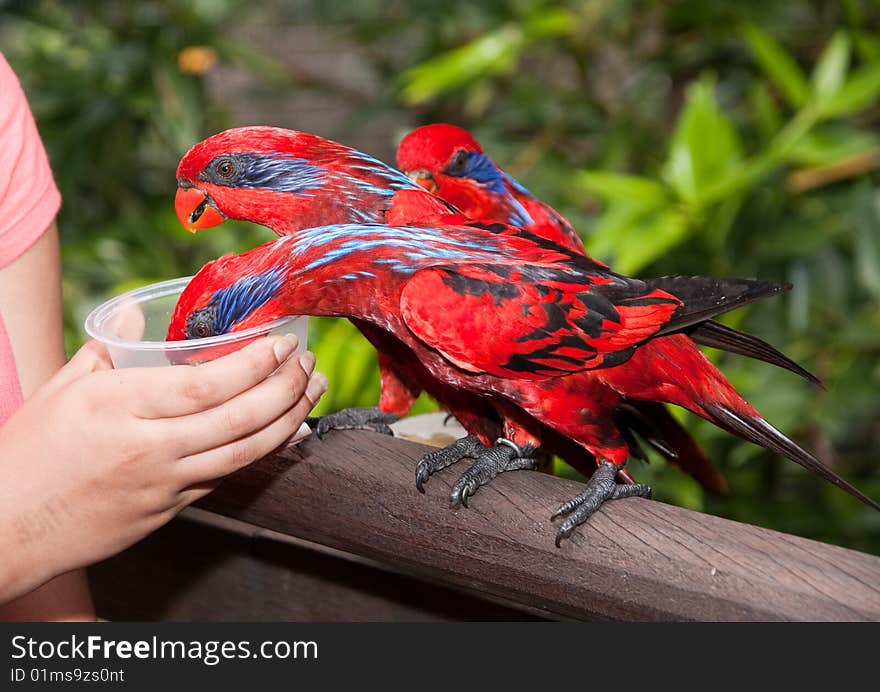 Playful parrot feeding in singapore bird park