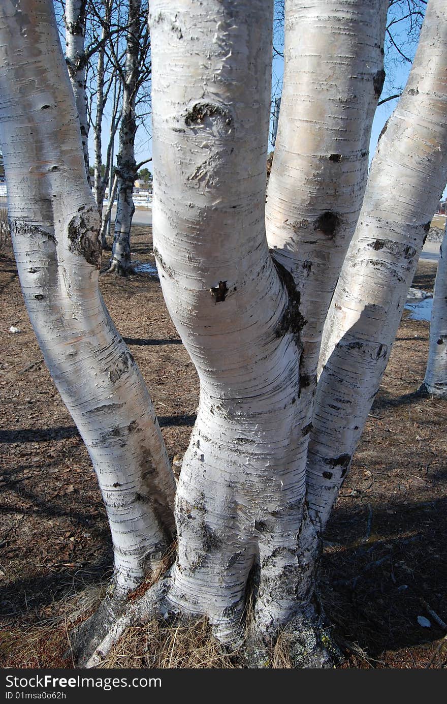 Birch tree in the spring, Scandinavia