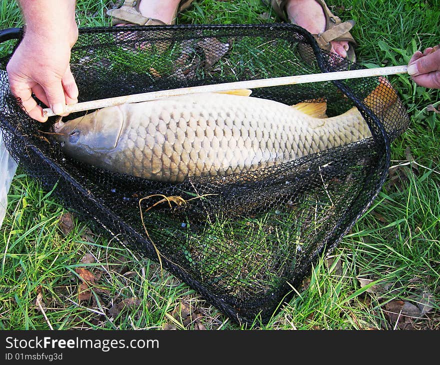 Measurement Of Carp