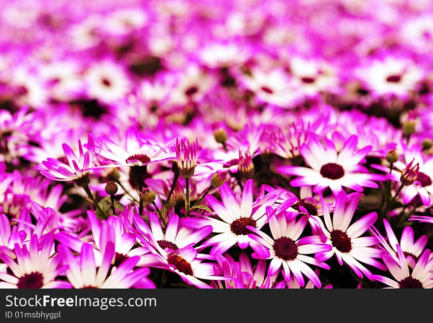 Flowerbed with many purple flowers. sooted in Holland.