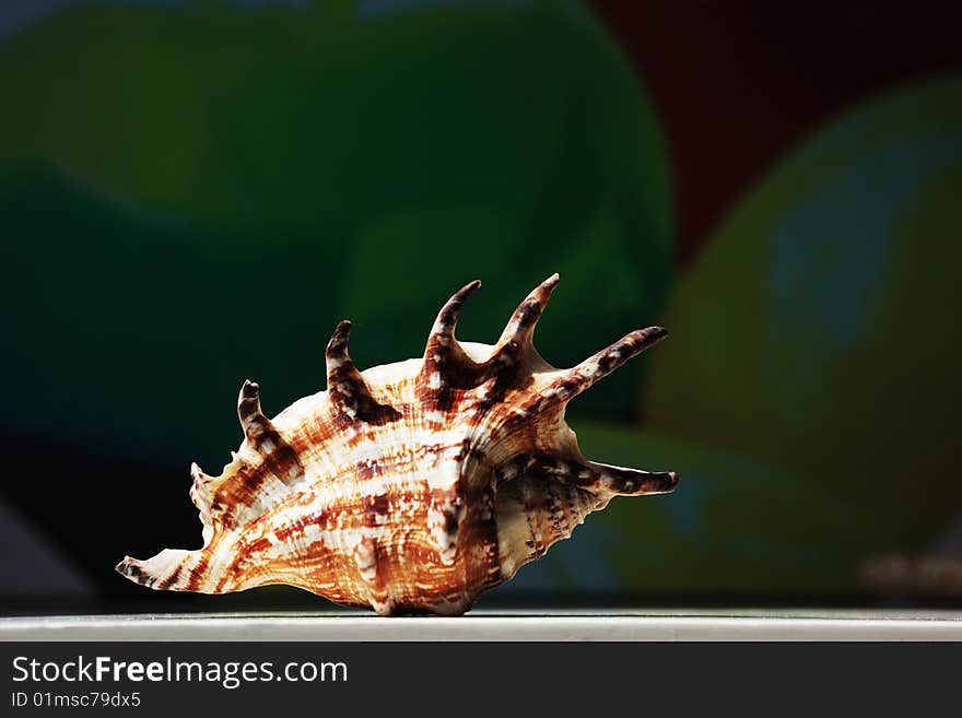 Sea shell on the dark green background