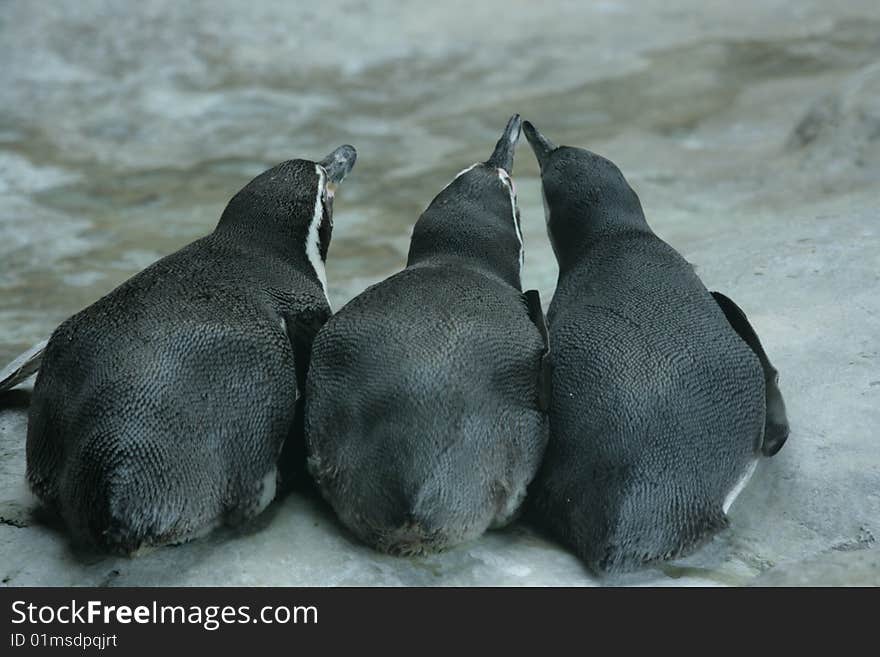 Penguin Family