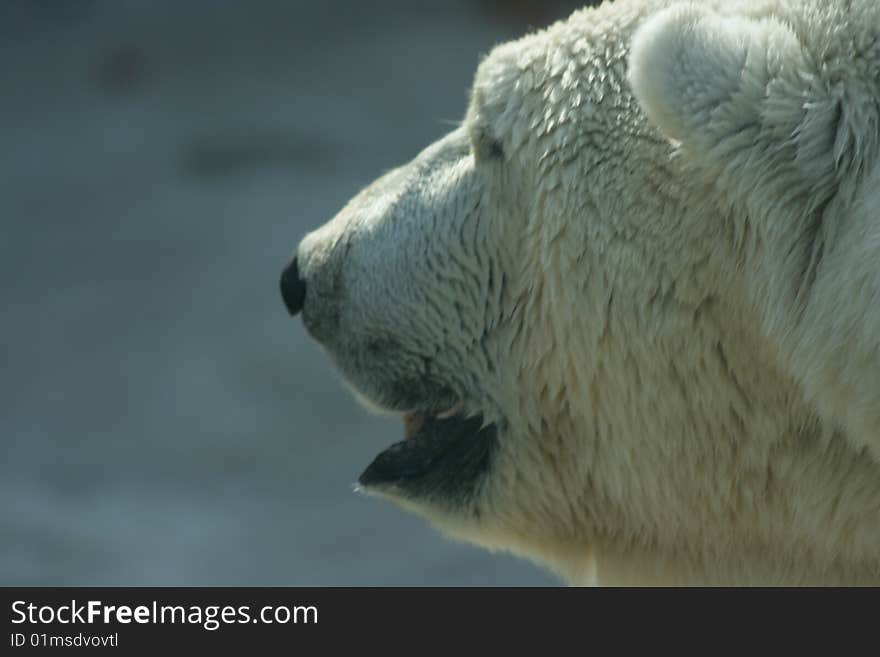 Polar bear