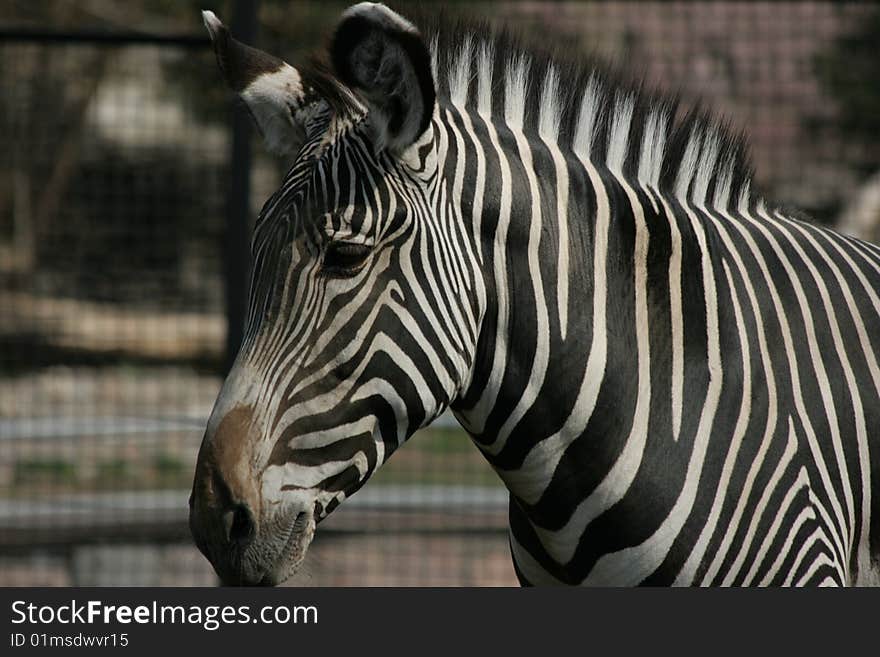 Zebra