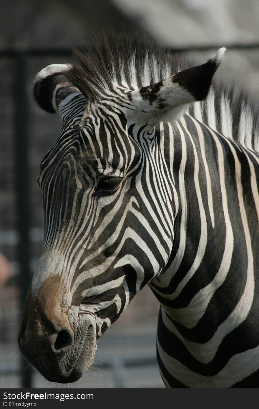 Zebra