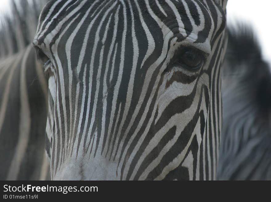 Zebra