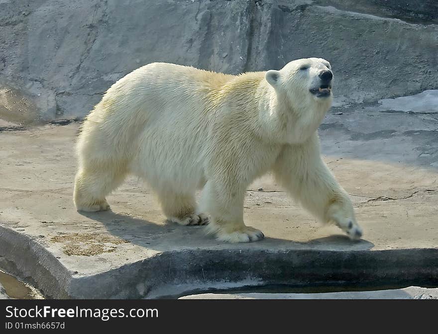 Polar bear 11