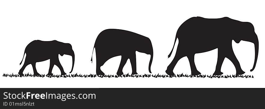 Three elephants of various size in a line