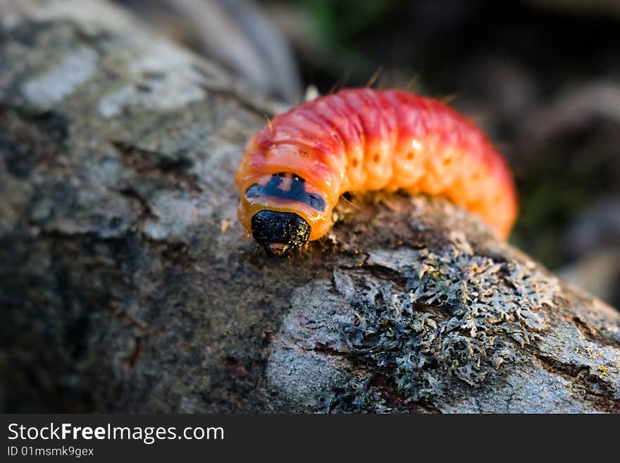 Pink caterpillar on a tree. Pink caterpillar on a tree