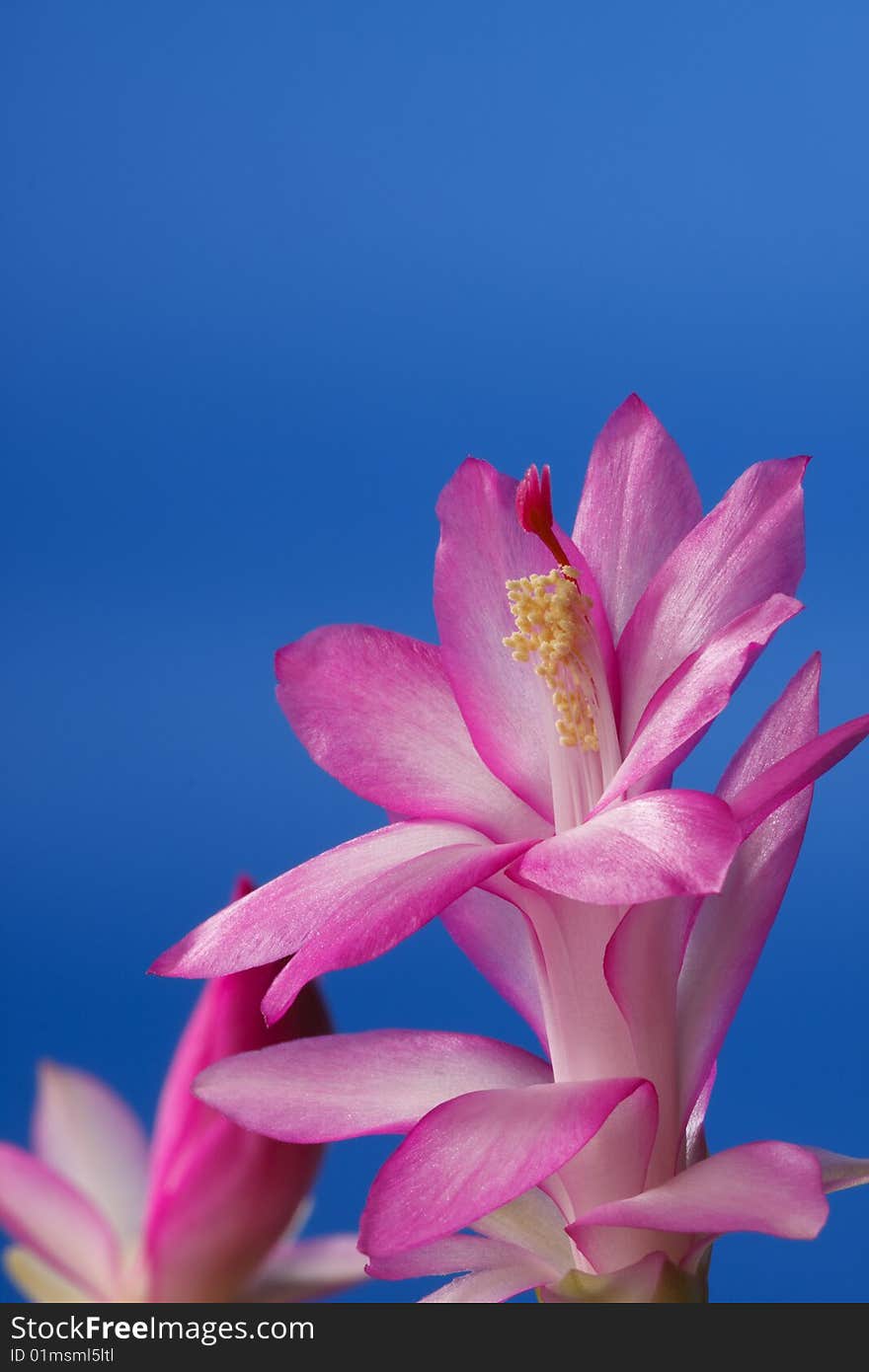 Pink decembrist on a blue background