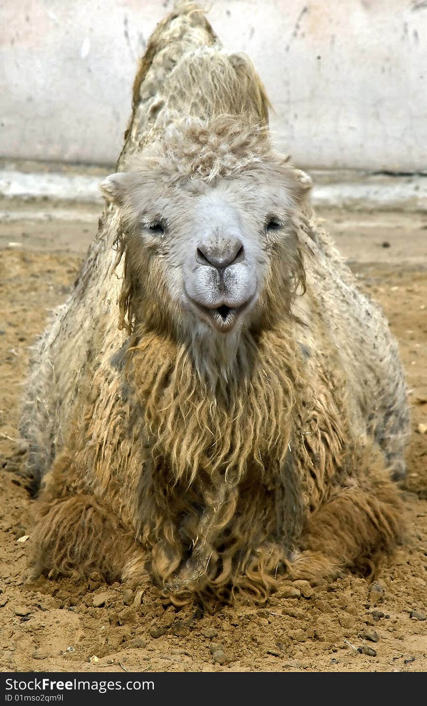 Portrait of nice bactrian camel. Portrait of nice bactrian camel