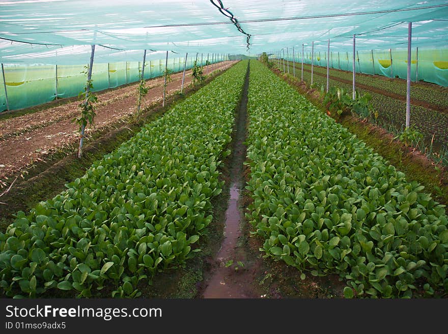 Vegetable farm