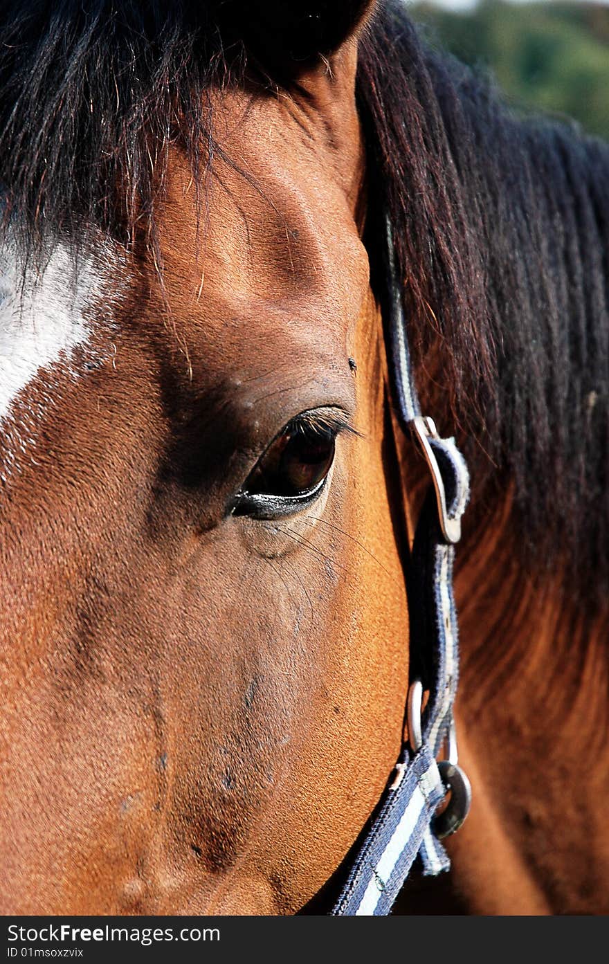 A lovely chestnut coloured horse closeup