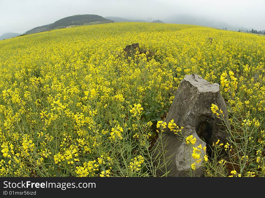 Rock in a Yellow Flower Field