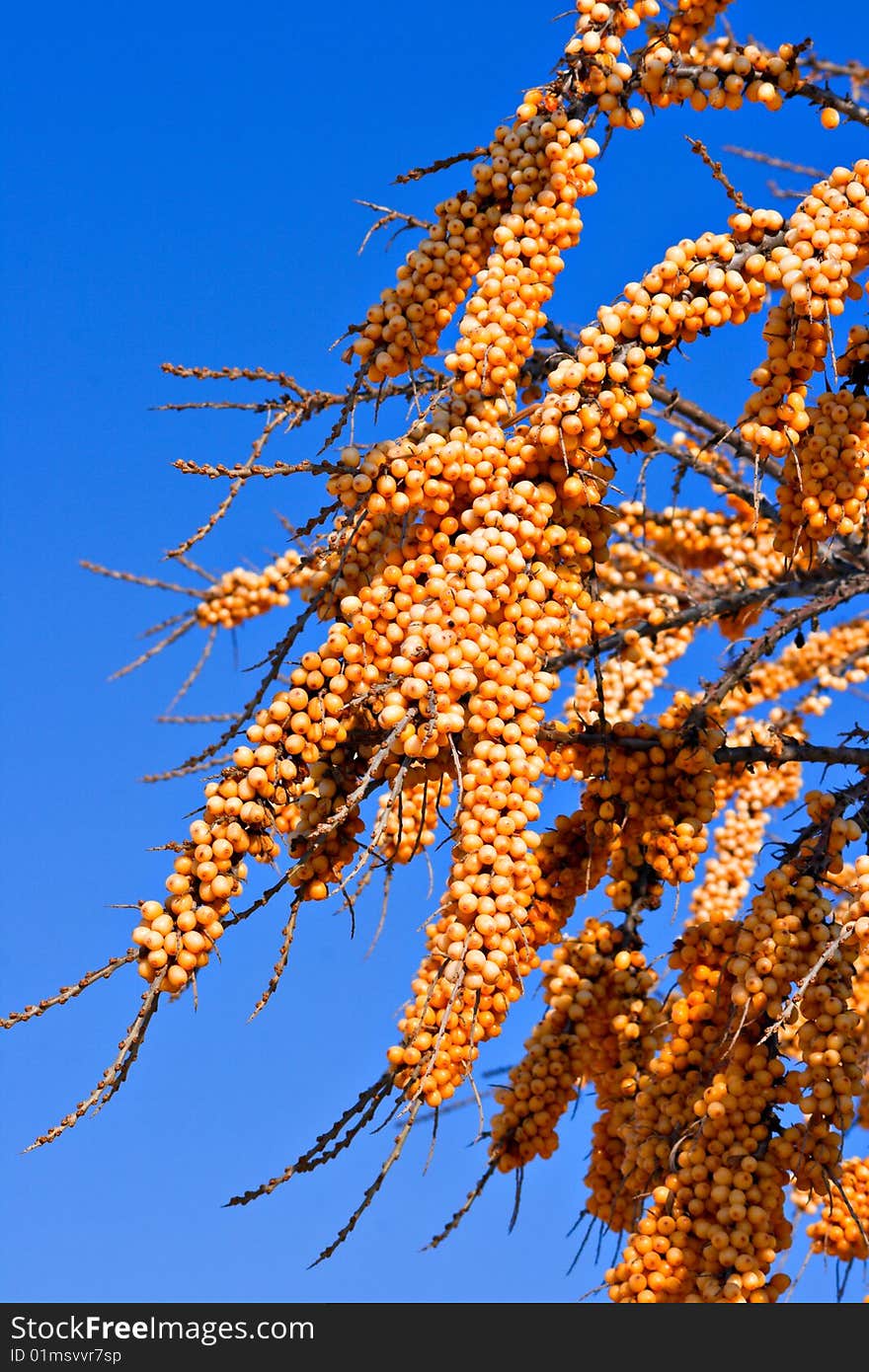 The ripe buckthorn berries on a branch on a background of blue sky