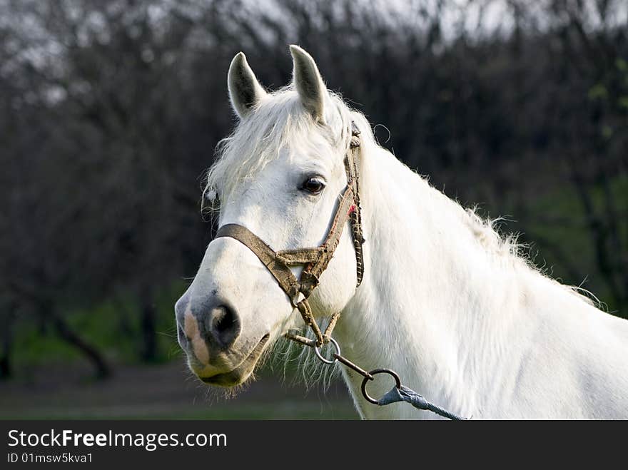 The portrait of a beautiful white horse