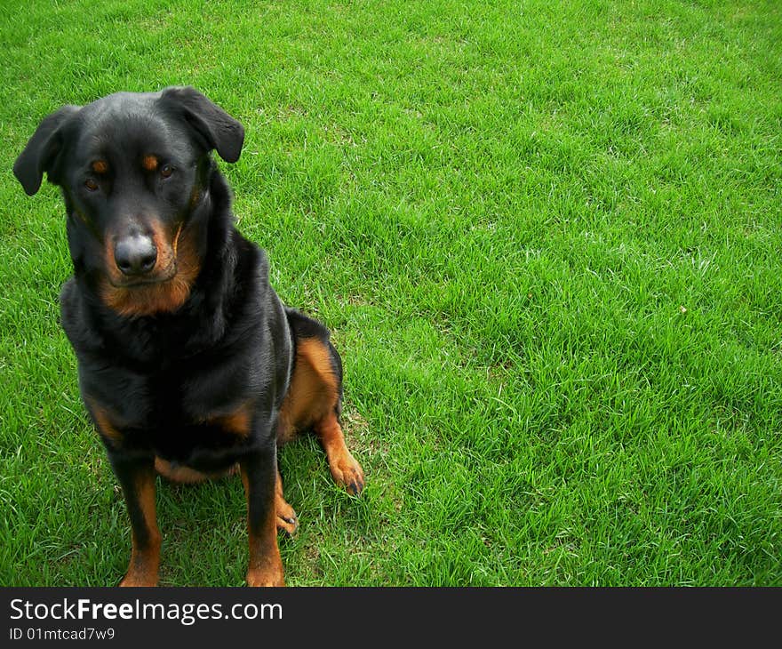 Cute rottweiler puppy sitting attentively in the grassy lawn.  Looking at you. I can help you with that. Space for caption. Cute rottweiler puppy sitting attentively in the grassy lawn.  Looking at you. I can help you with that. Space for caption.