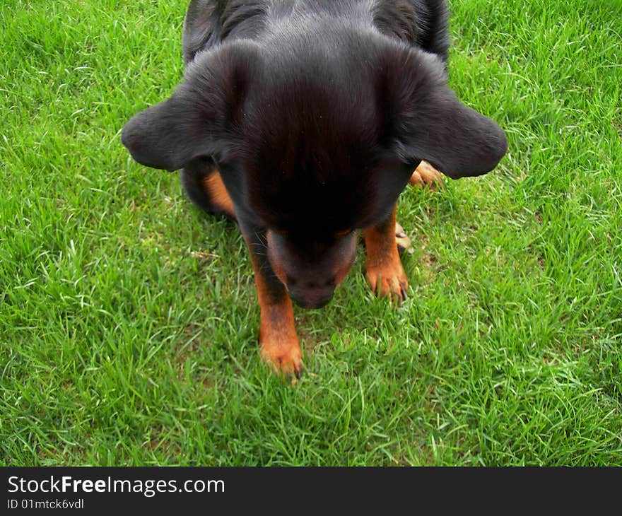 Dog Looking Down.  Rottweiler puppy pawing and staring down at grass.