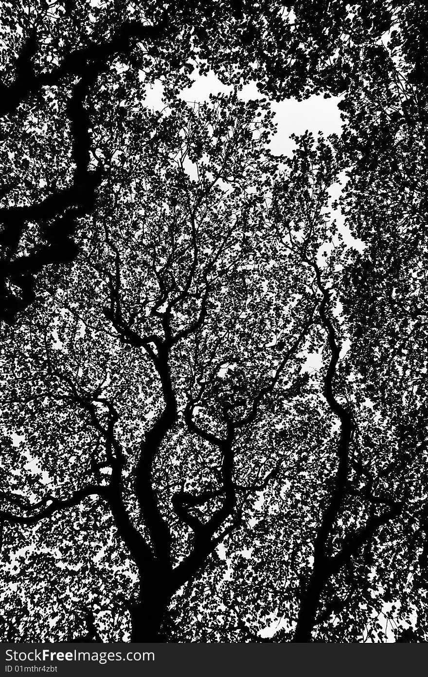 Abstract photo of branches and leaves of a tree in Cochin Fort India. Abstract photo of branches and leaves of a tree in Cochin Fort India