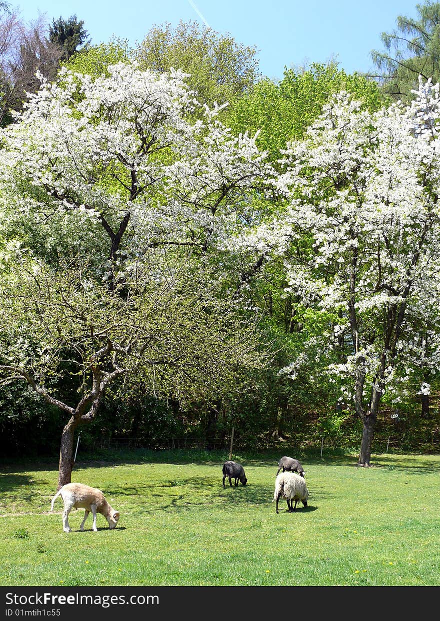 Sheeps in pasture