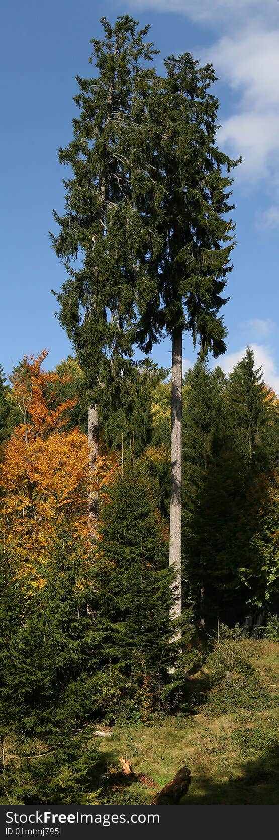 Pivture of thwo high fir trees