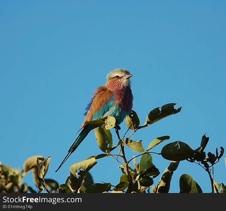 Lilacbreasted Roller (Coracias caudata) in Africa