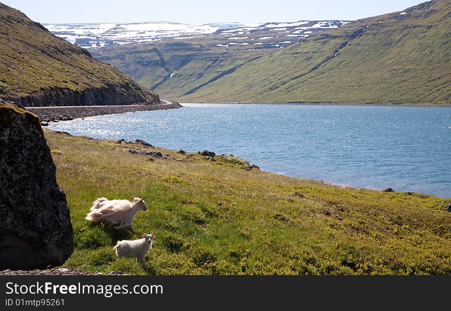 Parent and Baby Sheep, Iceland