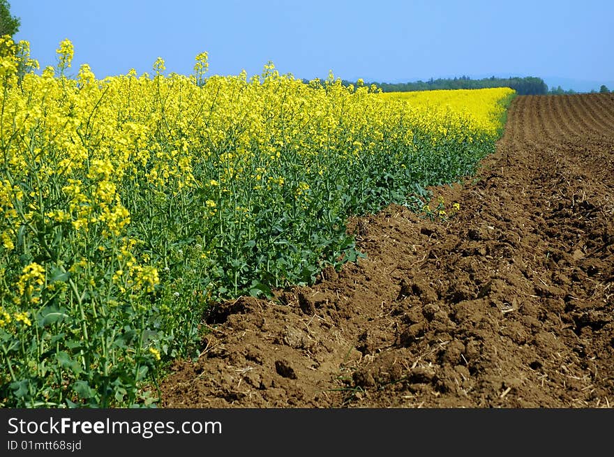 Field of colza during the spring