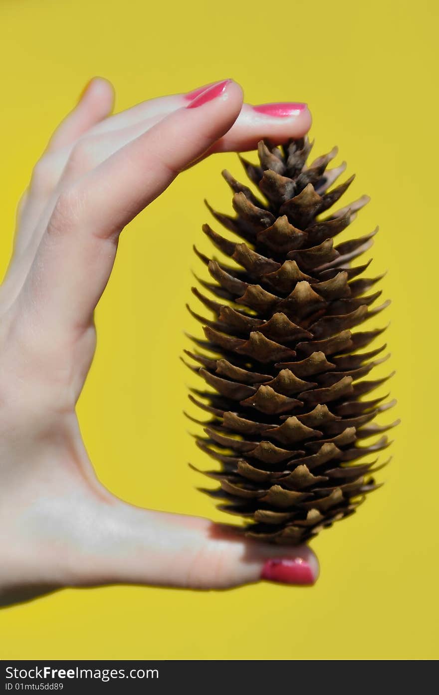 Cone of an oak in a hand