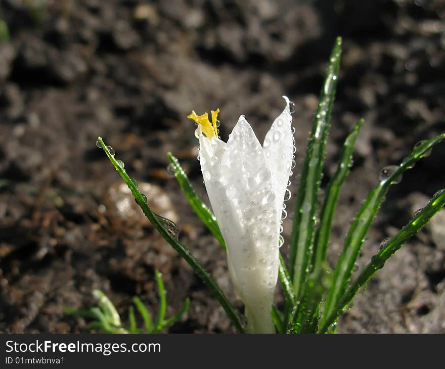 White flower after a rain