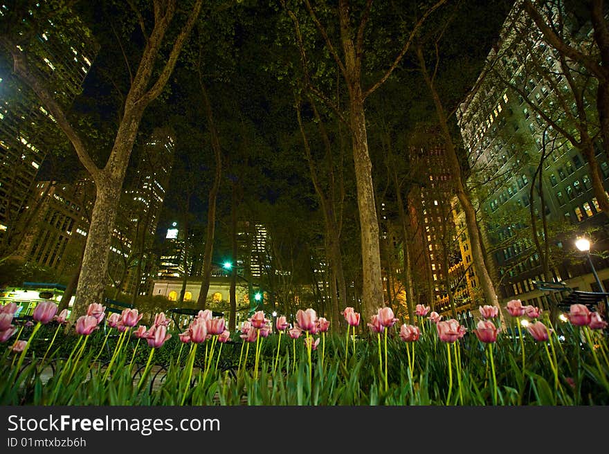 City tulips