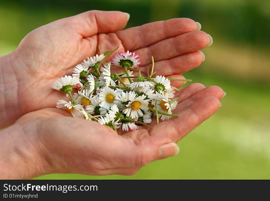 Daisies in the hands of women