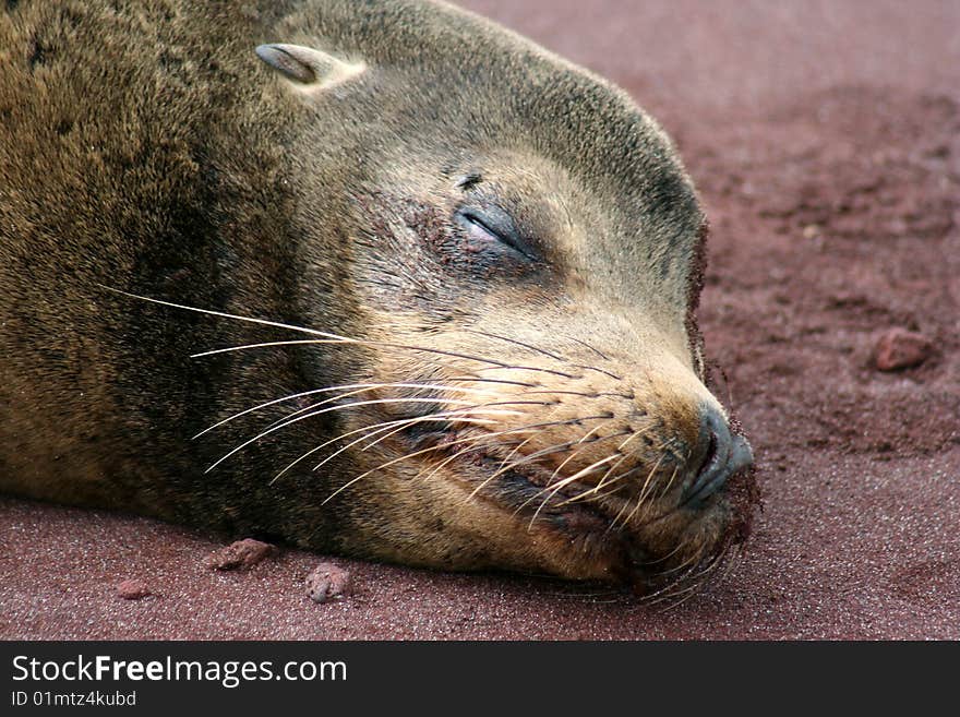 Galapagos sea lion (Zalophus wollebaeki) sleeping on the beach