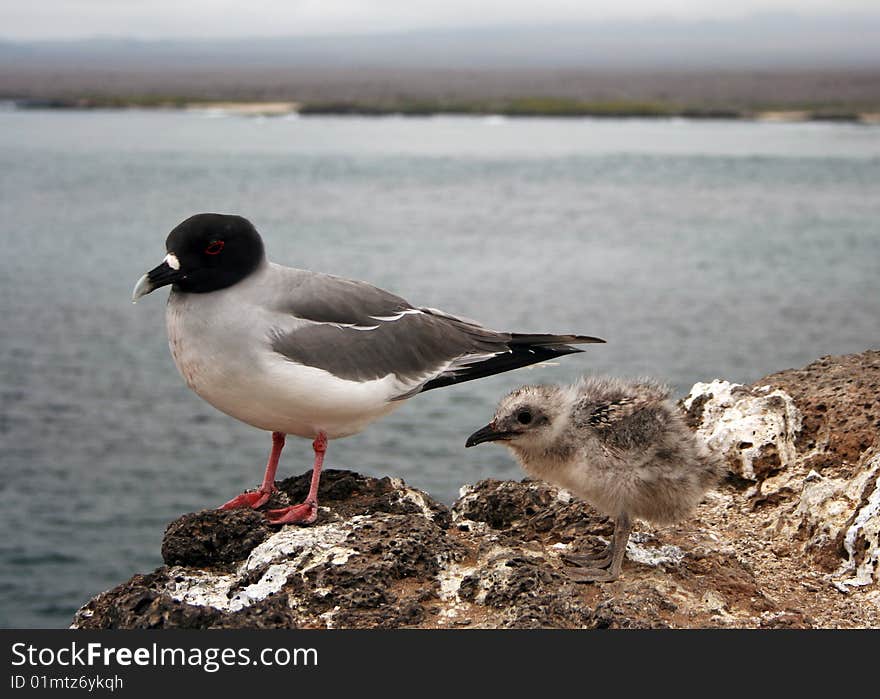 Swallow-tailed Gull