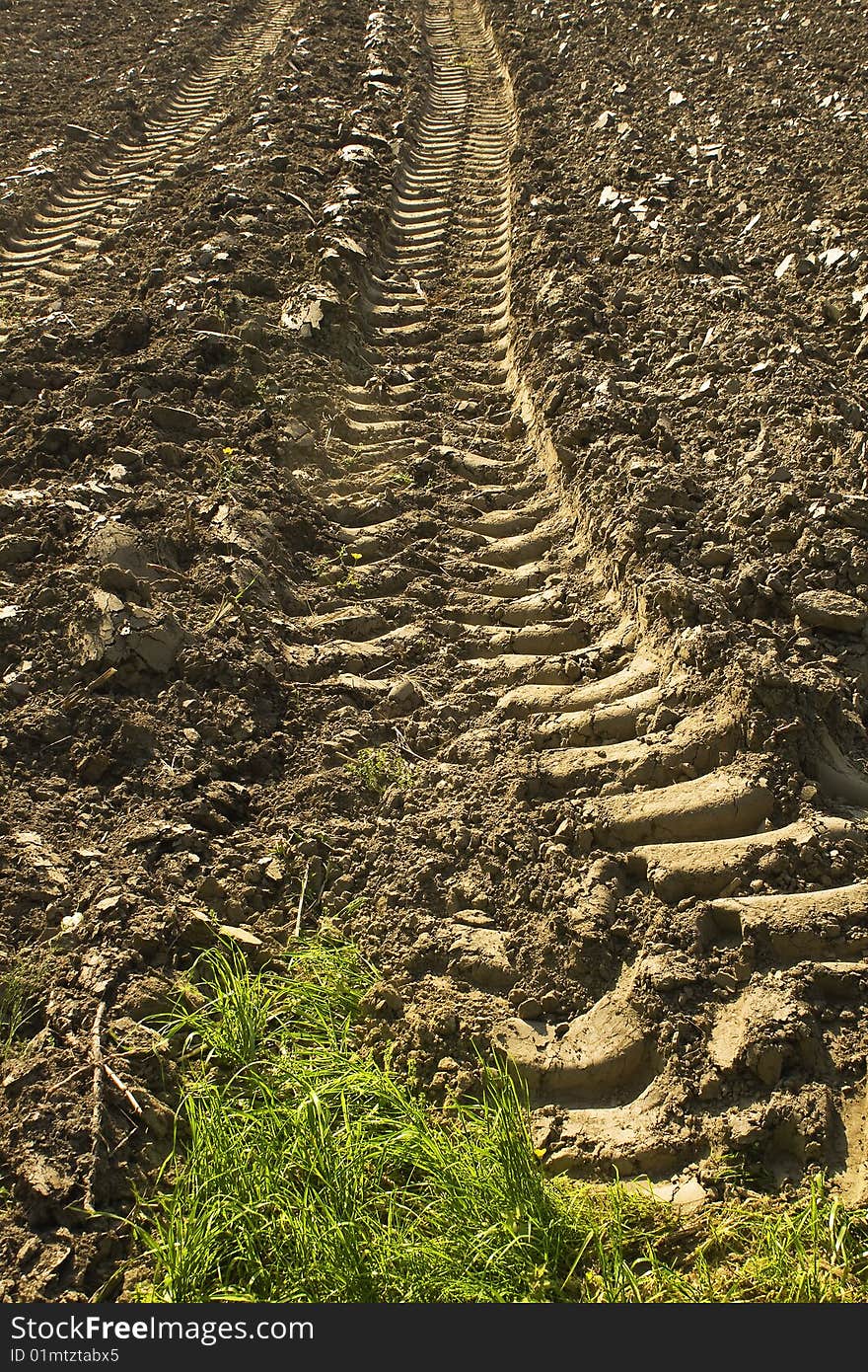 Cultivated field