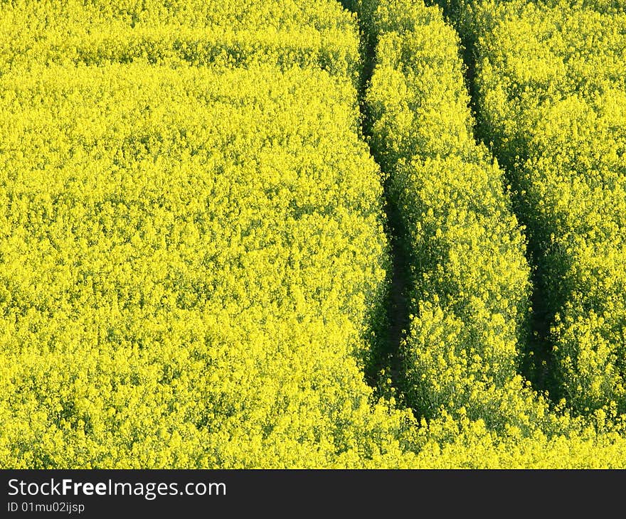 Yellow field of oilseed rape and field trip