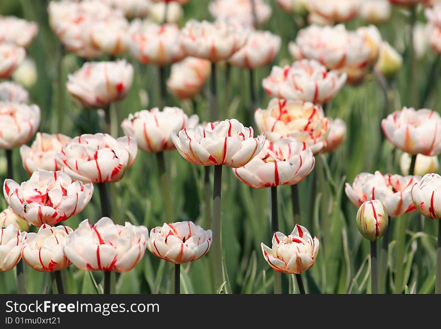 White tulips with the red stripe. White tulips with the red stripe