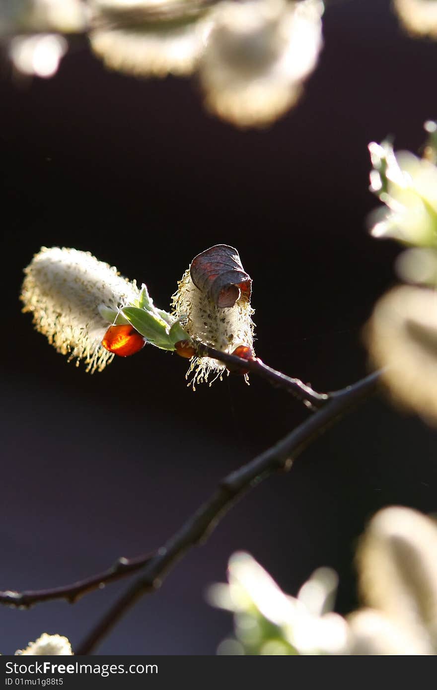 Catkin