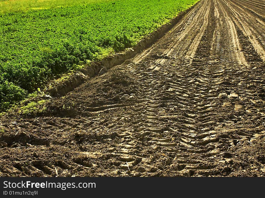 Cultivated field