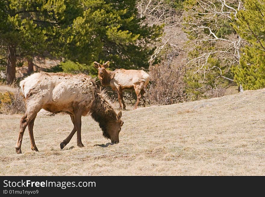 Elk Grazing In Woods