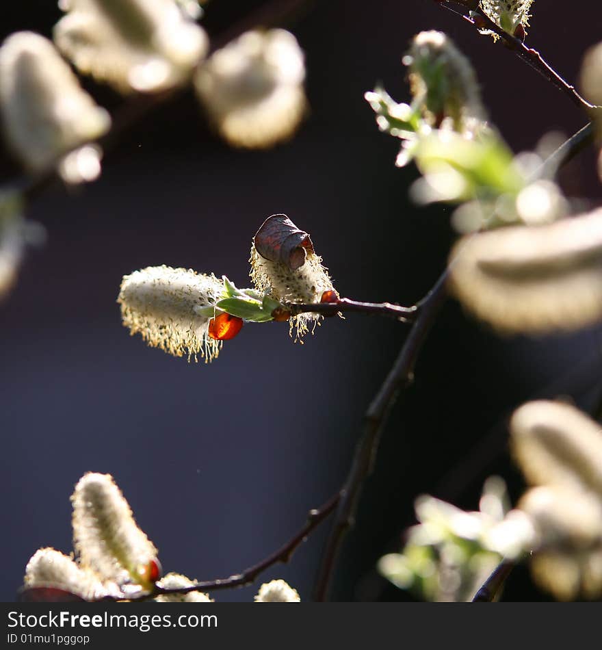 Catkin